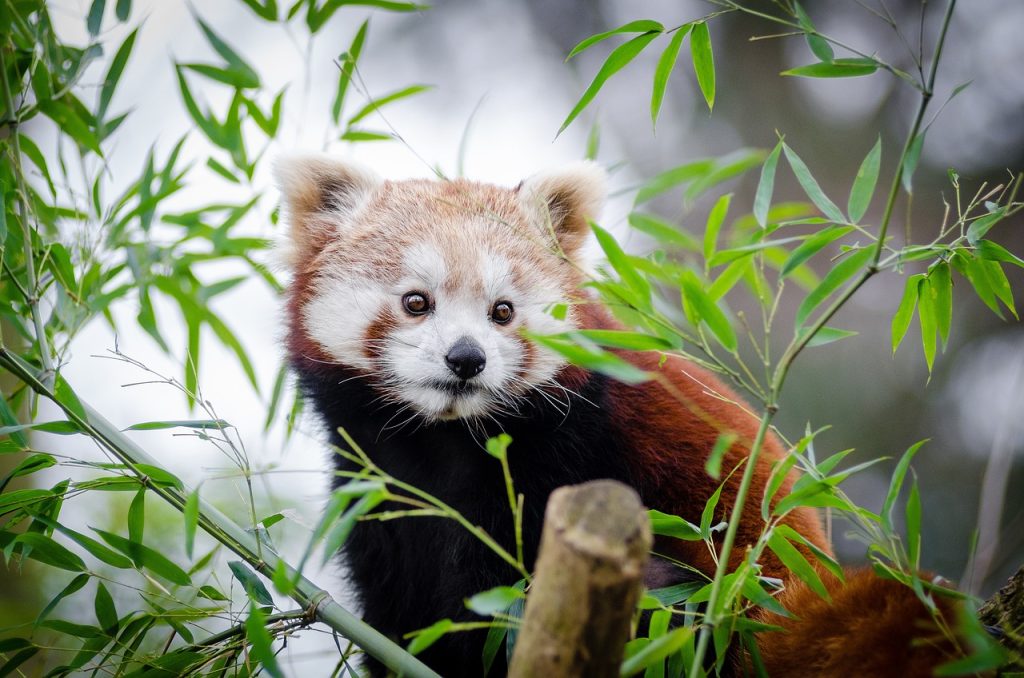En röd panda som sitter uppe i ett träd