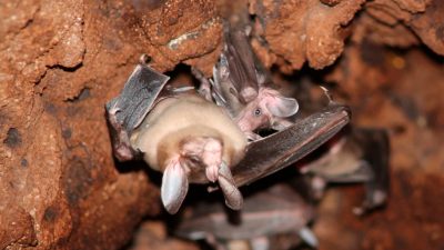 Fladdermöss i sitt bo